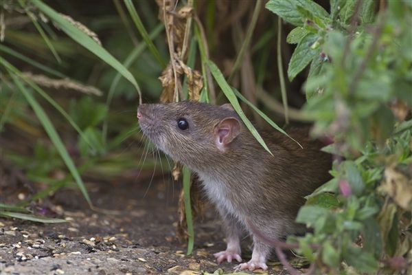 杀虫公司常用慢性鼠药的特点