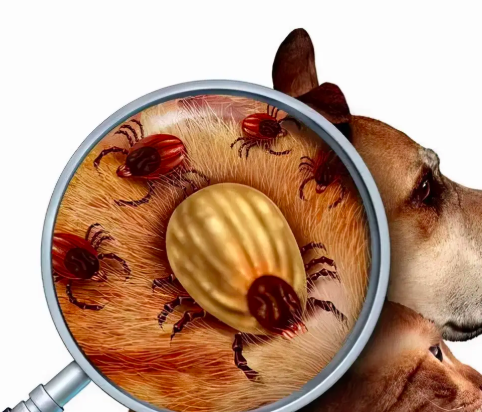 1717143153597646.png 截屏2024-05-31 下午4.12.29.png