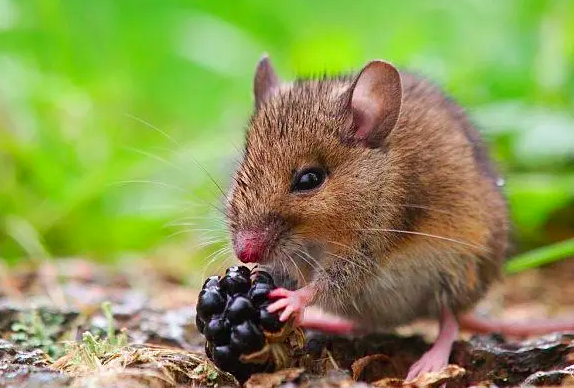 截屏2024-05-31 下午4.22.38.png