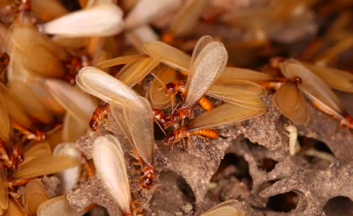 1717145450117409.png 截屏2024-05-31 下午4.50.46.png