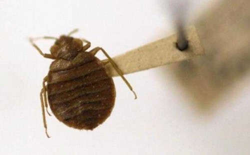 如何灭臭虫_灭臭虫的最好方法_灭臭虫用什么药最好