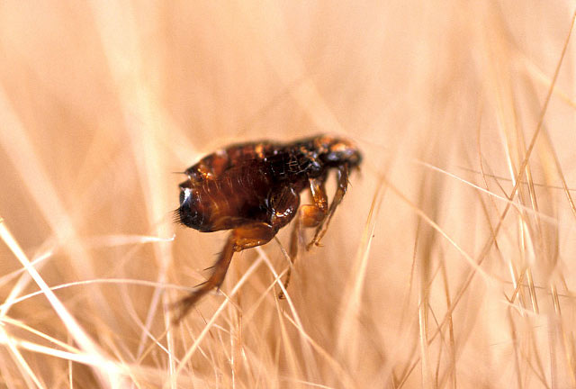 跳蚤从幼虫到死亡生活史达一年多_跳蚤-虫虫战队