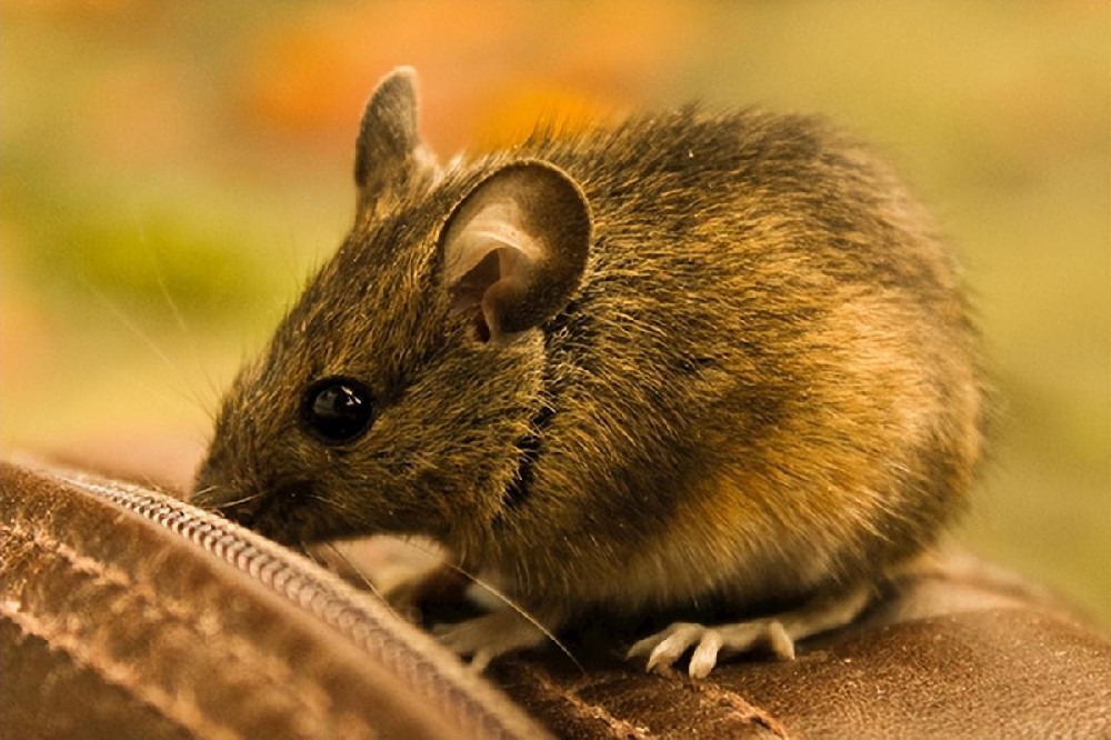 怎么灭老鼠_郑州灭老鼠_南京灭老鼠公司