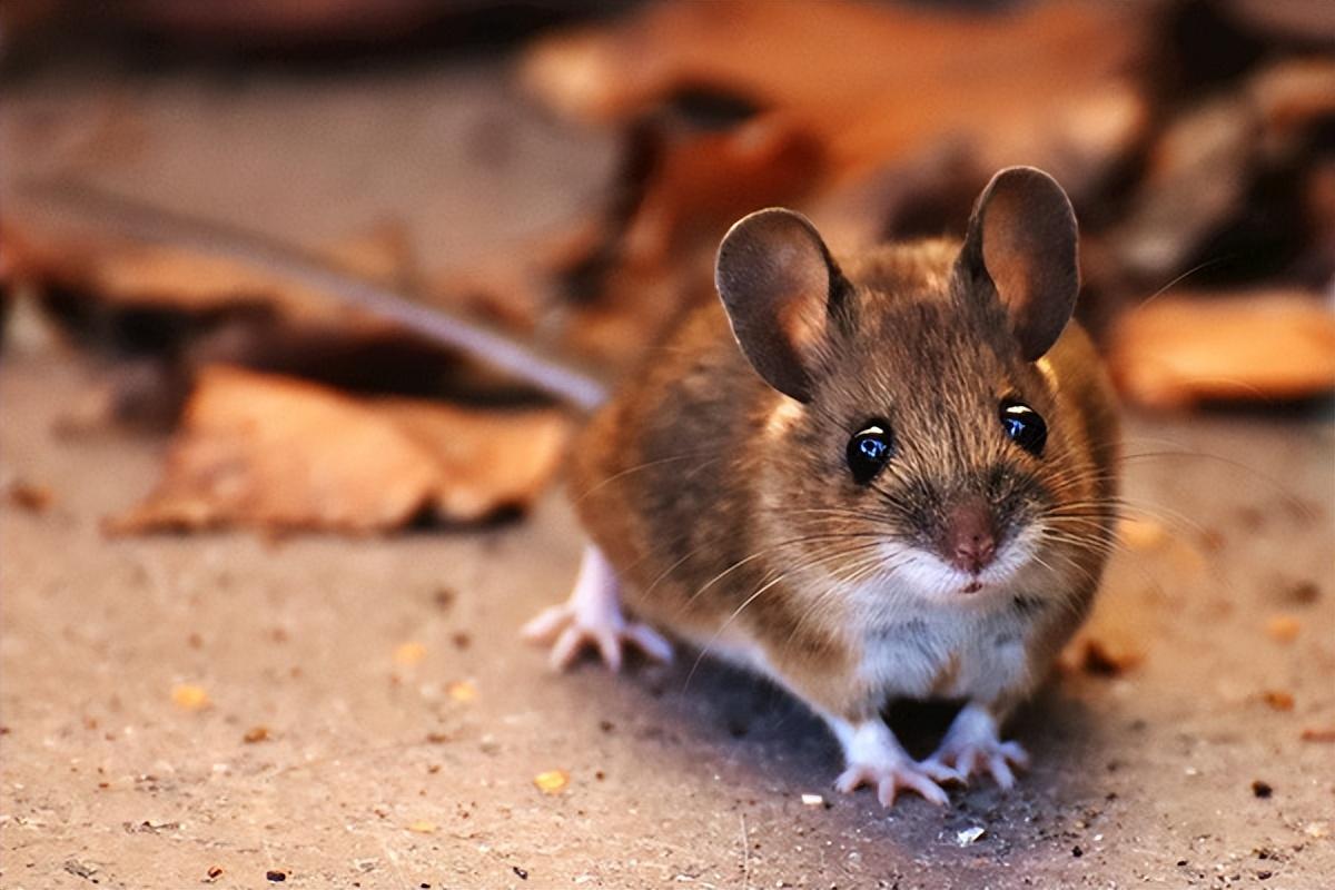 郑州灭老鼠_怎么灭老鼠_南京灭老鼠公司