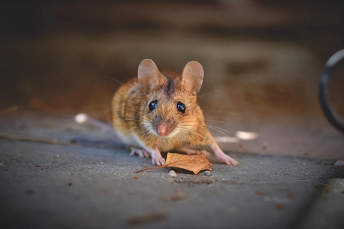 南京灭老鼠公司_郑州灭老鼠_怎么灭老鼠