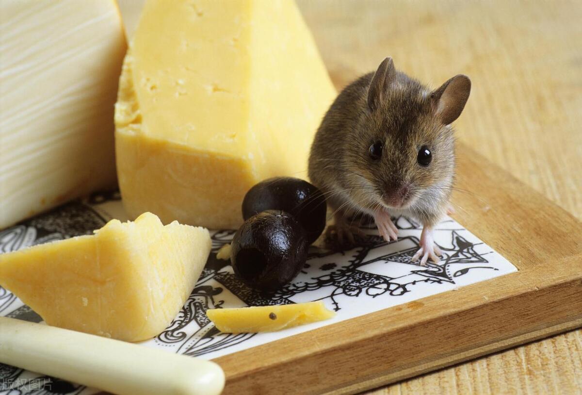 专业灭老鼠公司_湖州灭老鼠公司_怎么灭老鼠