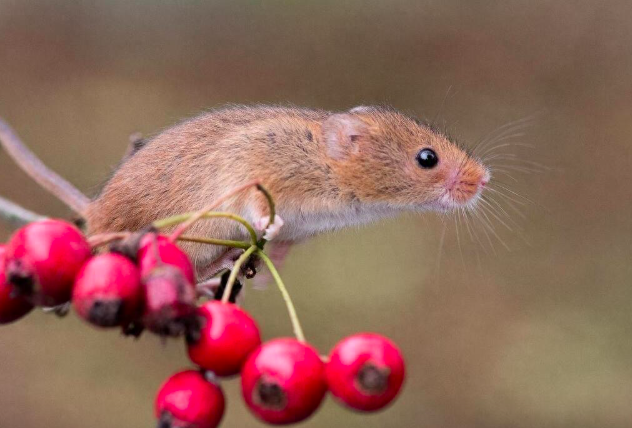 1719389910152396.png 截屏2024-06-26 下午4.18.25.png